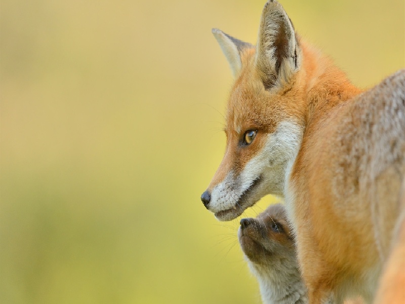广州代怀最好医院,泰国试管价格高吗？-广州有没有供卵机构_广州供卵试管医院